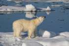 Norway, Svalbard. Male polar bear walking across pack ice in Arctic Ocean. Coastal Print